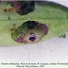 tomares callimachus novorossiysk larva1